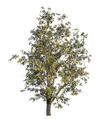 Fototapete - Single tree isolated on transparent background with clipping path and alpha channel