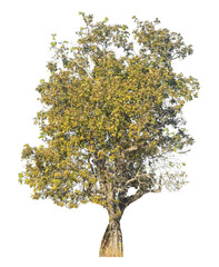 Wall Mural - single tree isolated on transparent background with clipping path and alpha channel