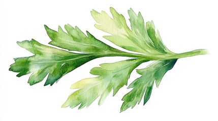 Wall Mural - Watercolor parsley sprig, green leaves, white background, cooking ingredient