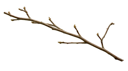 a small bird perched on a thin branch of a bare tree png image, png file, generative art.
