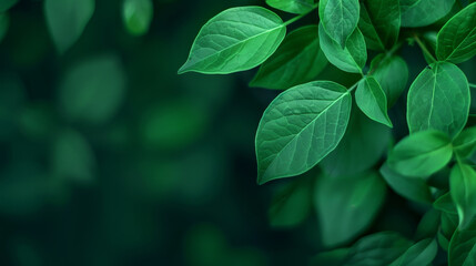 Wall Mural - lush green leaves with natural light highlighting texture and depth of foliage against blurred backg