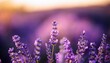 © Antonio - close up of a lavender blossom with blurred background