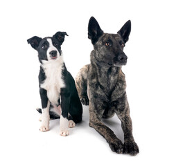 Wall Mural - Dutch Shepherd and puppy border collie