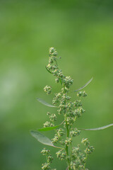 A detailed view of Chenopodium album, commonly known as lambs quarters, with its green leaves.