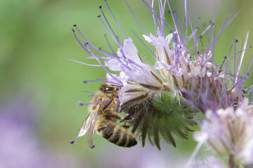 Canvas Print - Honey bee collecting nectar from a blooming Phacelia flower. Pollination in action with delicate purple petals and green background. Macro shot of bee on a vibrant wildflower.