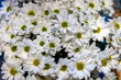 © Iryna - Close-Up of White Daisies in Full Bloom.