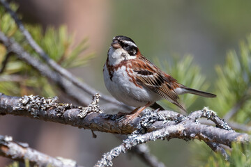 Wall Mural - Rustic Bunting