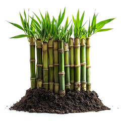 Wall Mural - Lush Green Bamboo Shoots Emerging from Soil: A Serene Nature Image