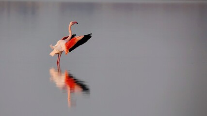 Wall Mural - flamingo on a black background