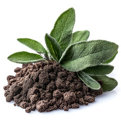 Wall Mural - Sage Plant Growing in Soil: A Close-up View of Fresh Sage Leaves and Rich Earth