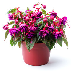 Sticker - Stunning Magenta and Purple Fuchsia Blooms in a Red Pot: A Captivating Display of Vibrant Floral Beauty