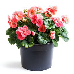 Sticker - Stunning Pink Flowers in a Pot: A Vibrant Display of Nature's Beauty