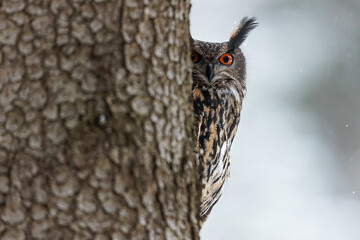 male Eurasian eagle-owl (Bubo bubo) sitting on a spruce tree on a winter's day