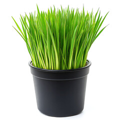 Wall Mural - Vibrant Green Grass in Black Pot: Lush Spring Foliage, Close-up Studio Shot