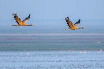 Wall Mural - canadian geese flying in the sky