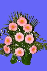 Beautiful pink gerbera bouquet with green decoration on a blue background.