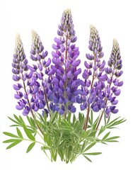 Wall Mural - Purple lupine flowers bouquet, isolated, white background, floral design