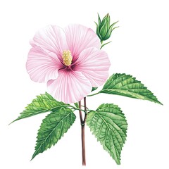 Wall Mural - Watercolor Painting of a Delicate Pink Hibiscus Flower with Green Leaves