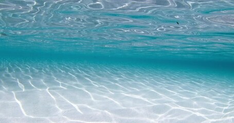 Wall Mural - Clear blue ocean with white sand sea bottom, underwater sea background with waves in sunny day