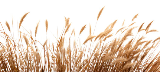 Wall Mural - PNG Dry grass edge wheat agricultural agriculture.