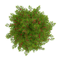 Wall Mural - tree top view plant landscape architecture nature garden aerial render.