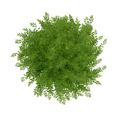 Wall Mural - tree top view plant landscape architecture nature garden aerial render.