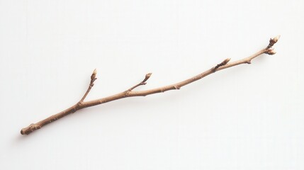 Bare tree branch on a white surface. Representing new beginnings and growth, ideal for nature, seasonal transitions, or minimalist design themes.