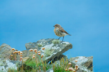 Wall Mural - Small baby birds fsitting on the rock. Funny and cute bird. Northern Wheatear, Oenanthe oenanthe. Blurred and colorful background. Copy space.