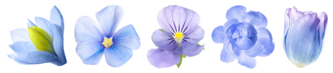 Wall Mural - Different beautiful flowers in blue shades isolated on white, set