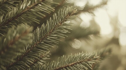 Wall Mural - Close-up pine tree branch, sunlight bokeh background, nature detail, holiday card