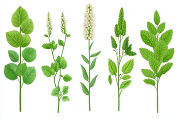 Canvas Print - A minimalistic stock illustration featuring various types of green leaves and flowering plants arranged in a row