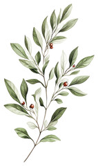 Wall Mural - PNG Winterberry branch illustration botanical green.