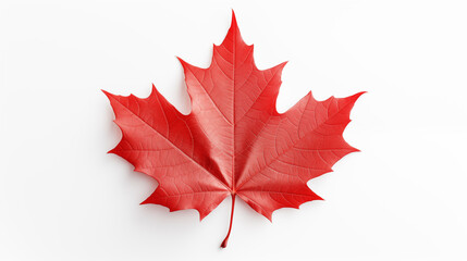 canadian red sugar maple leaf on white background ~ created using generative ai