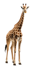 Poster - PNG Giraffe wildlife standing animal.