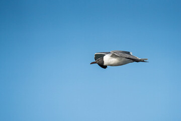 Wall Mural - Seagull in Flight