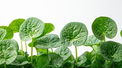 Poster - Lush green leaves studio shot, white background, vibrant foliage, healthy growth, nature backdrop, website design