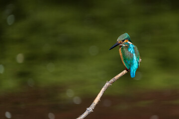 Wall Mural - Male common Kingfisher (Alcedo atthis) perching image with green background