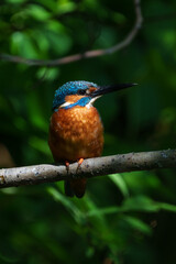 Wall Mural - Male common Kingfisher (Alcedo atthis) perching image with green background