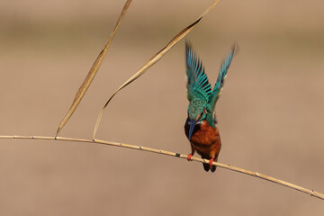 Wall Mural - Male common Kingfisher (Alcedo atthis) perching image with brown background