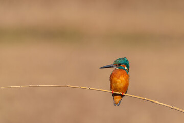 Wall Mural - Male common Kingfisher (Alcedo atthis) perching image with brown background