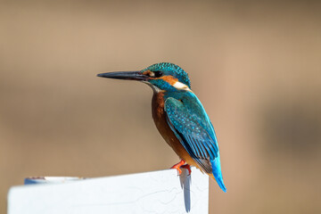 Wall Mural - Male common Kingfisher (Alcedo atthis) perching image with brown background