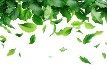 Wall Mural - PNG Flying green leaves border backgrounds plant herbs.