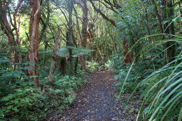 Wall Mural - Hiking through the forest and several waterfalls in the Catlins lush native bush