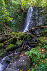 Wall Mural - Hiking through the forest and several waterfalls in the Catlins lush native bush