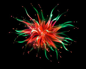 Wall Mural - Red and green fireworks blooming in the night sky, isolated on a black background 