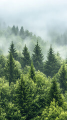  Evergreen trees tower through a soft fog in nature's embrace