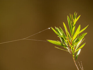 Sticker - Banksia Shoot With Spider Strands