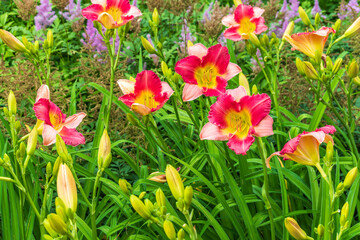 Wall Mural - Close up of a pink daylily flower in bloom