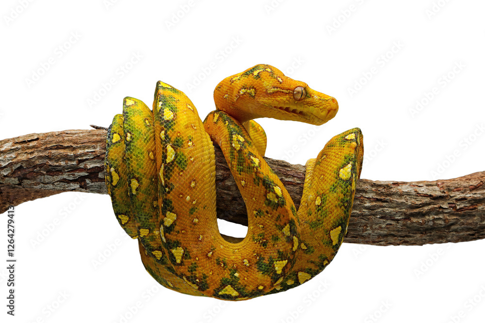 Green Tree Python (Morelia viridis) juvenile origin from Papua ...