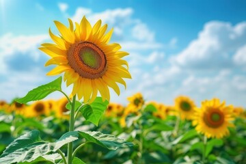 Poster - Field of blooming sunflowers sky outdoors blossom.